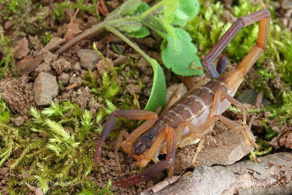  p>中华盾狼蝎曾经生活在上海,但是不明原因的消失了,一些外国的蝎友