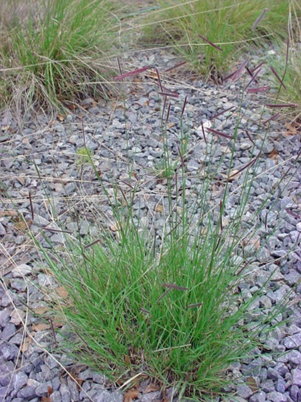  p>格兰马草(学名:bouteloua gracilis (h. b. k.) lag. ex steud.