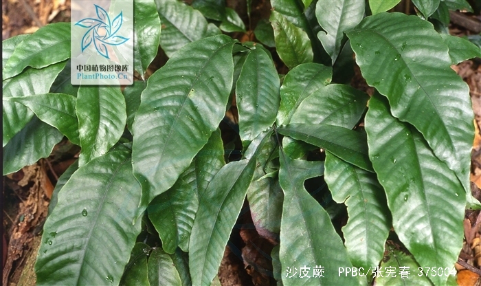  p>沙皮蕨(学名: i>hemigramma decurrens /i> (hook.) cop.