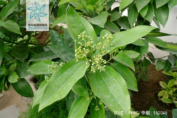 don)樟科植物肉桂的干皮和枝皮,肉桂树为中等大乔木植物;树皮灰荷色