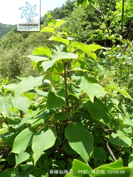  p>秦榛钻地风(学名:schizophragma corylifolium chun),为 a target=