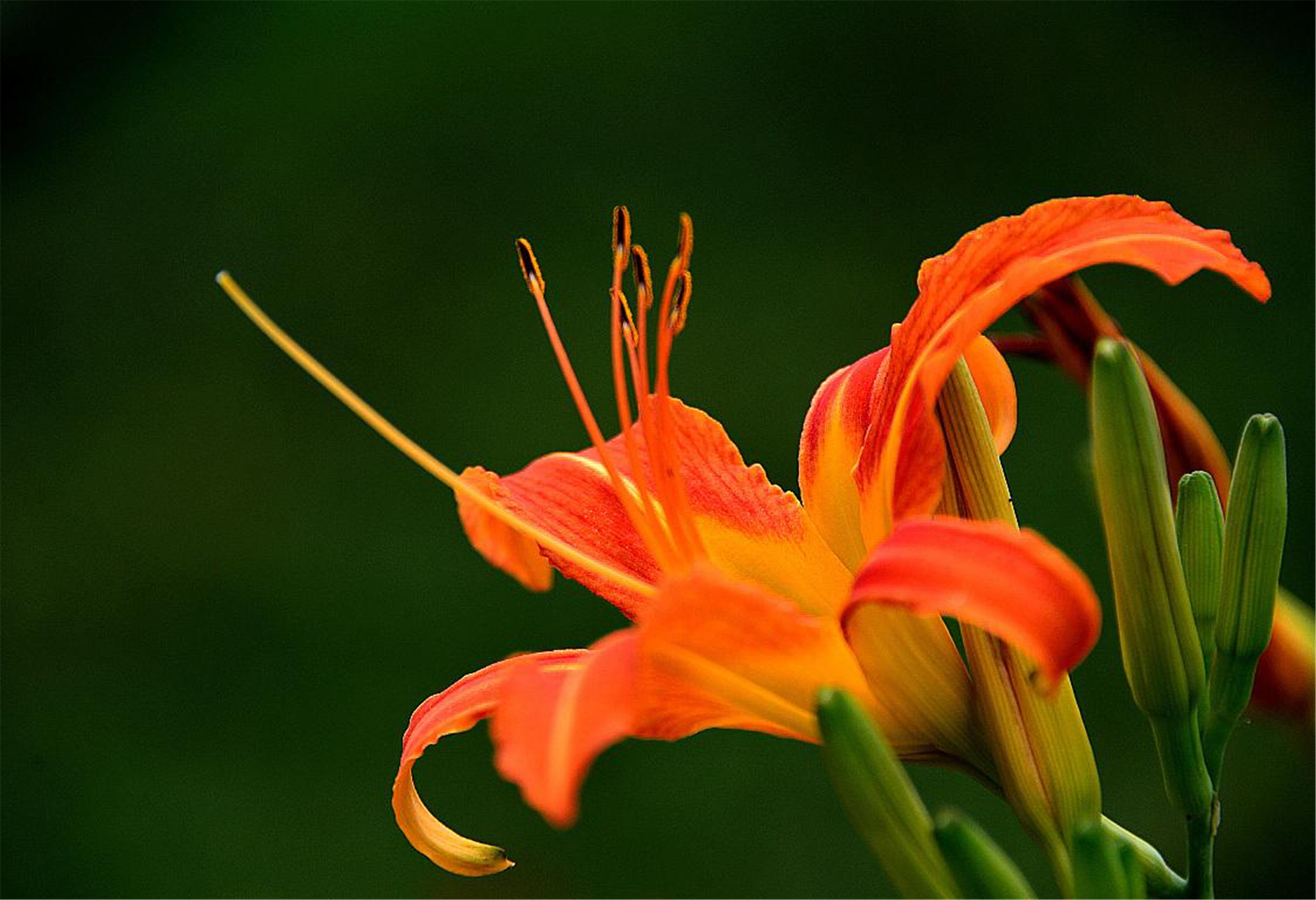  p> b>北萱草 /b>( a href="#" data-lemmaid="8074290">学名 /a>: i>