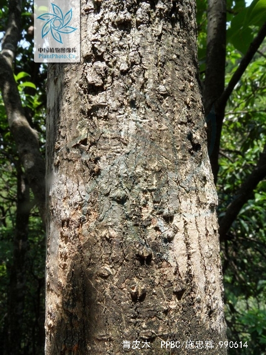  p>青皮木,中药名.