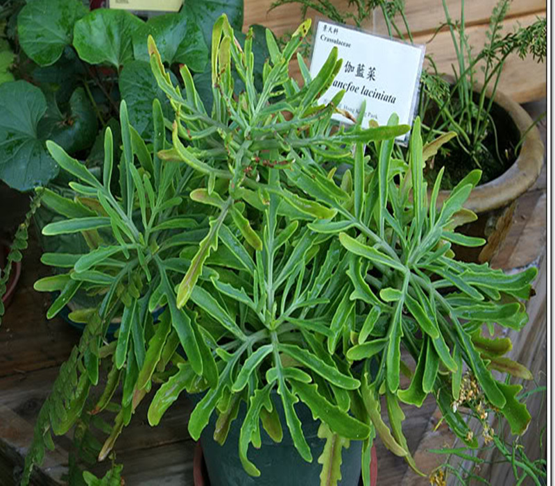  p>正别名 a href="#" data-lemmaid="3491373">五爪三七 /a>, a href