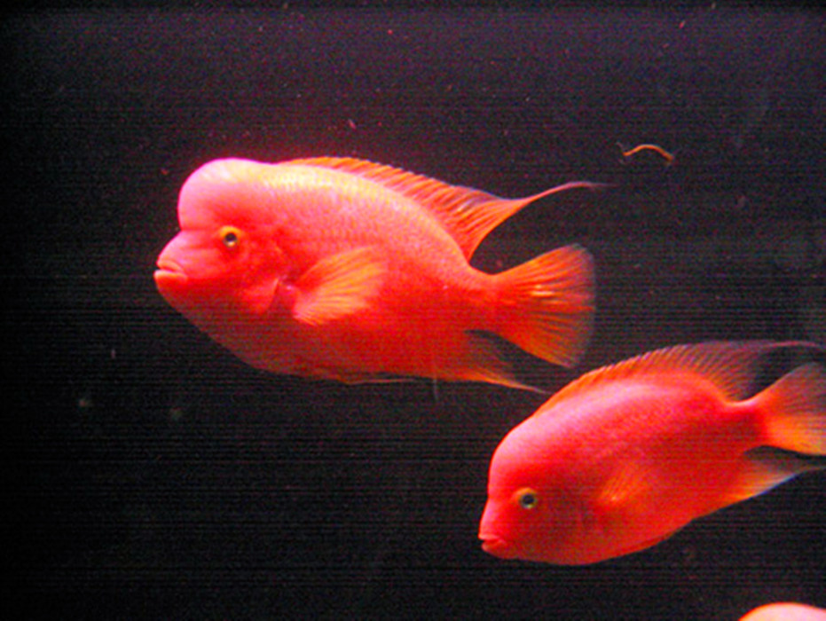 红魔鬼鱼