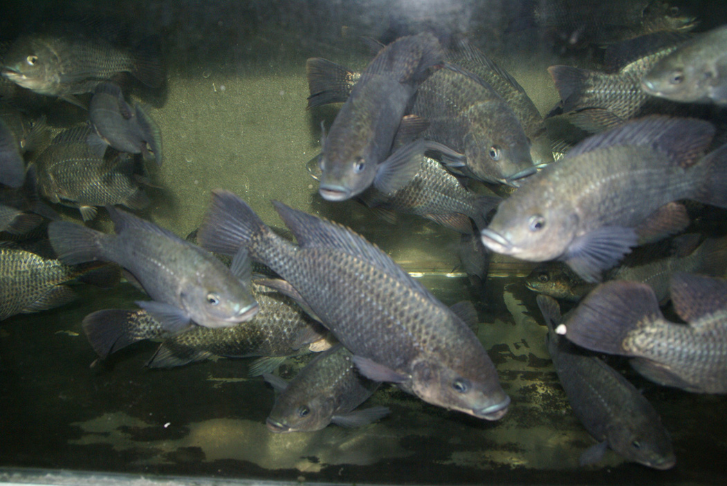  p>罗非鱼——原产非洲,属热带性鱼类,罗非鱼属包括亚种共有100多种.