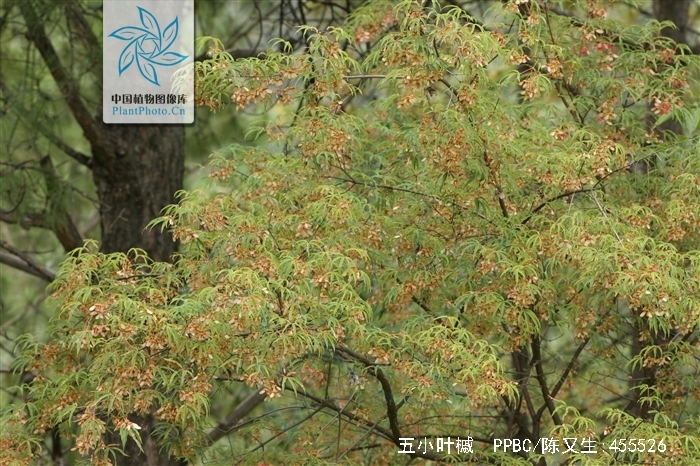 五小叶槭