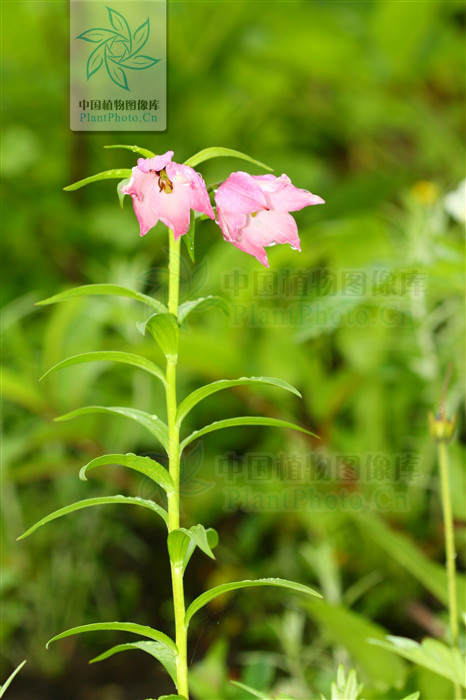  p>美丽豹子花(学名:nomocharis basilissa),为 a target="_blank"