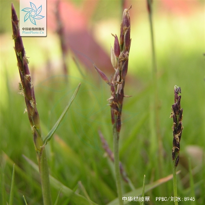  p>中华结缕草( i>zoysia sinica /i>  hance)多年生.