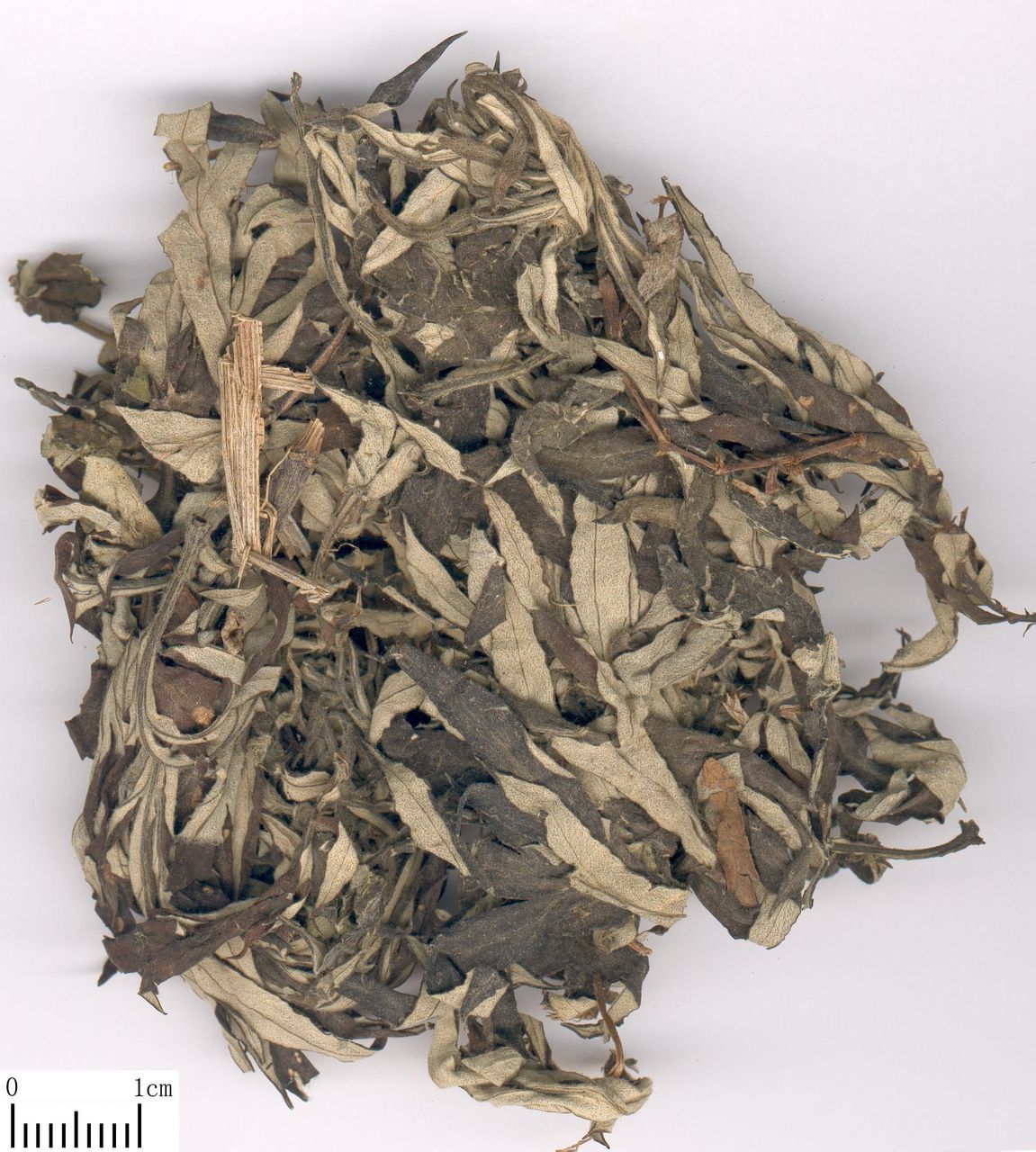  p data-id="gnt1wvi1ix">艾叶,中药名.