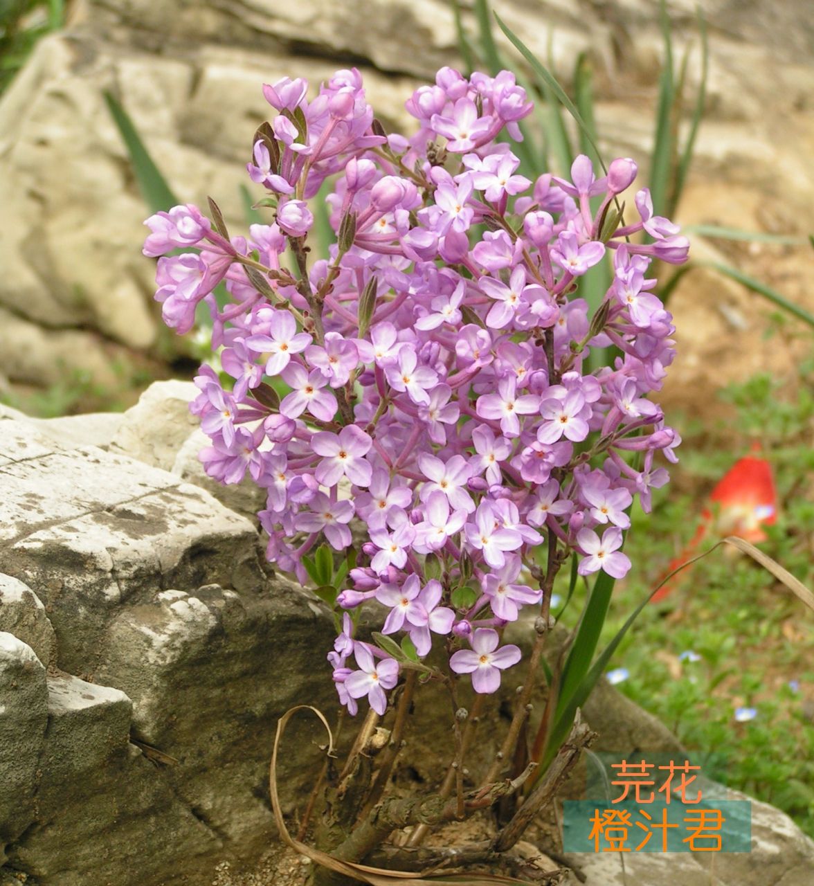  p>芫花,别名:药鱼草,老鼠花,闹鱼花,头痛花,闷头花,头痛皮,石棉皮,泡