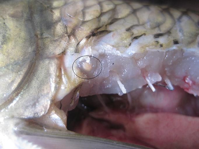 target="_blank" href="/item/囊蚴/7721660" data-lemmaid="7721660"