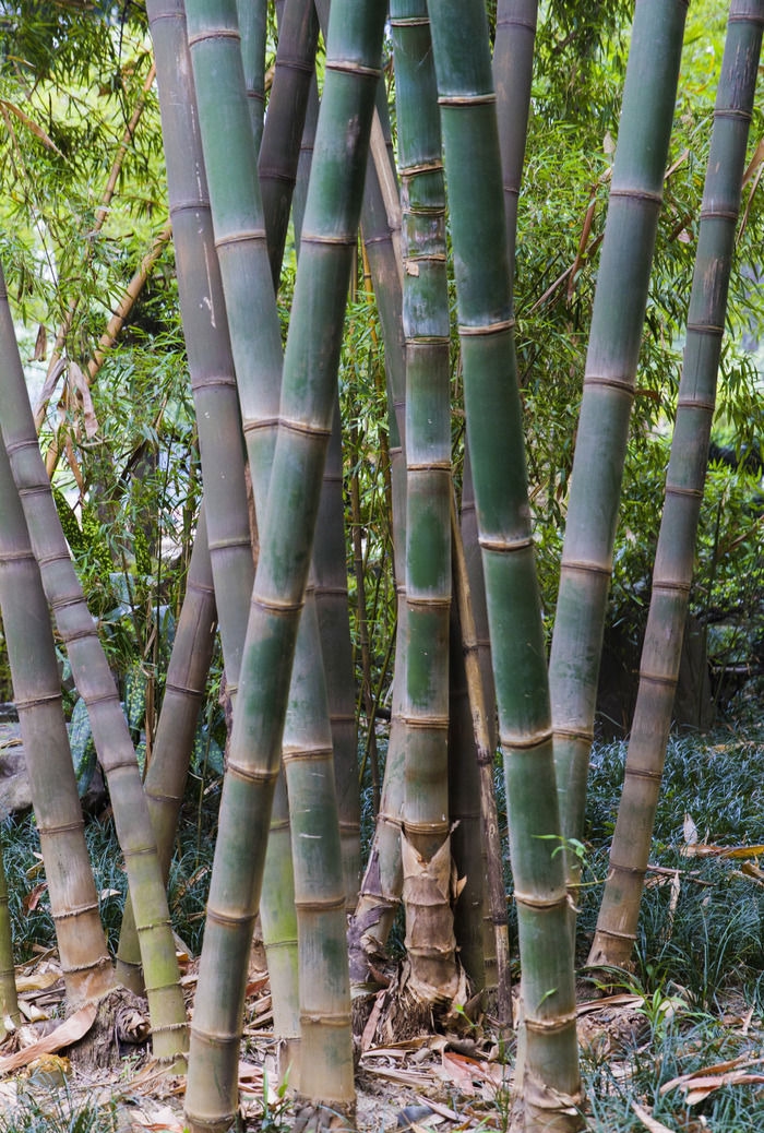  p>龙竹(学名: i>dendrocalamus giganteus /i> munro.