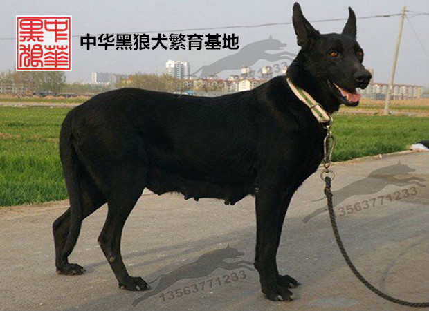 中华黑狼犬