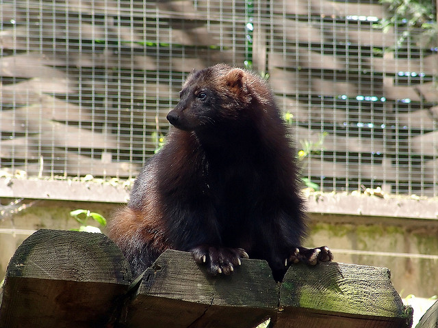  p>貂熊,学名: i>gulo gulo /i>(linnaeus,1758),属于 a target="