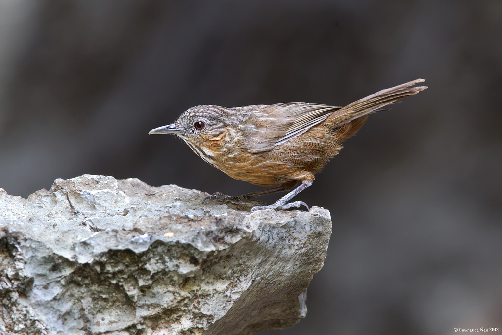napothera  crispifrons