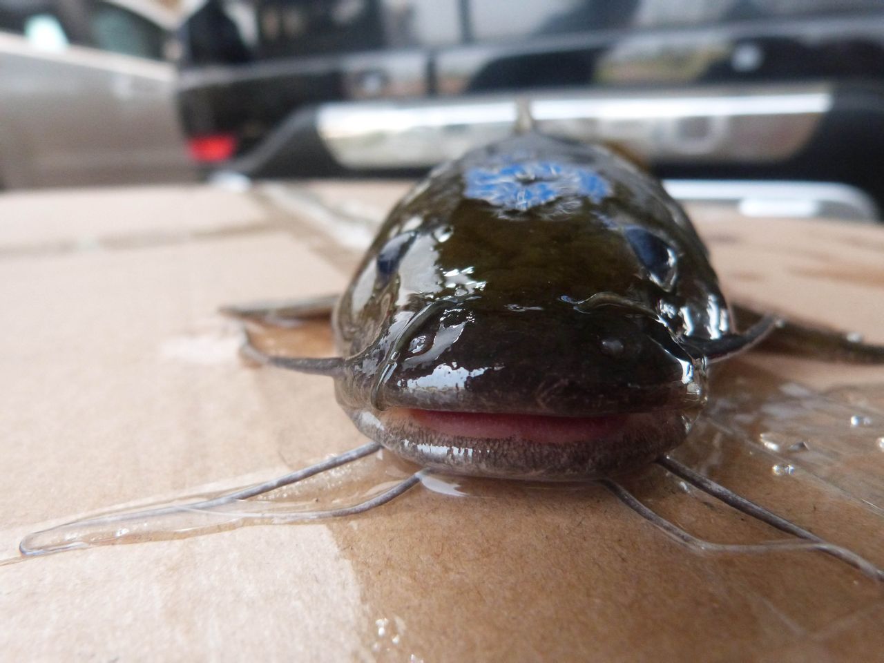  p>大鳍鳠(学名: i>hemibagrus macropterus /i>)是鲿科,鳠属鱼类.