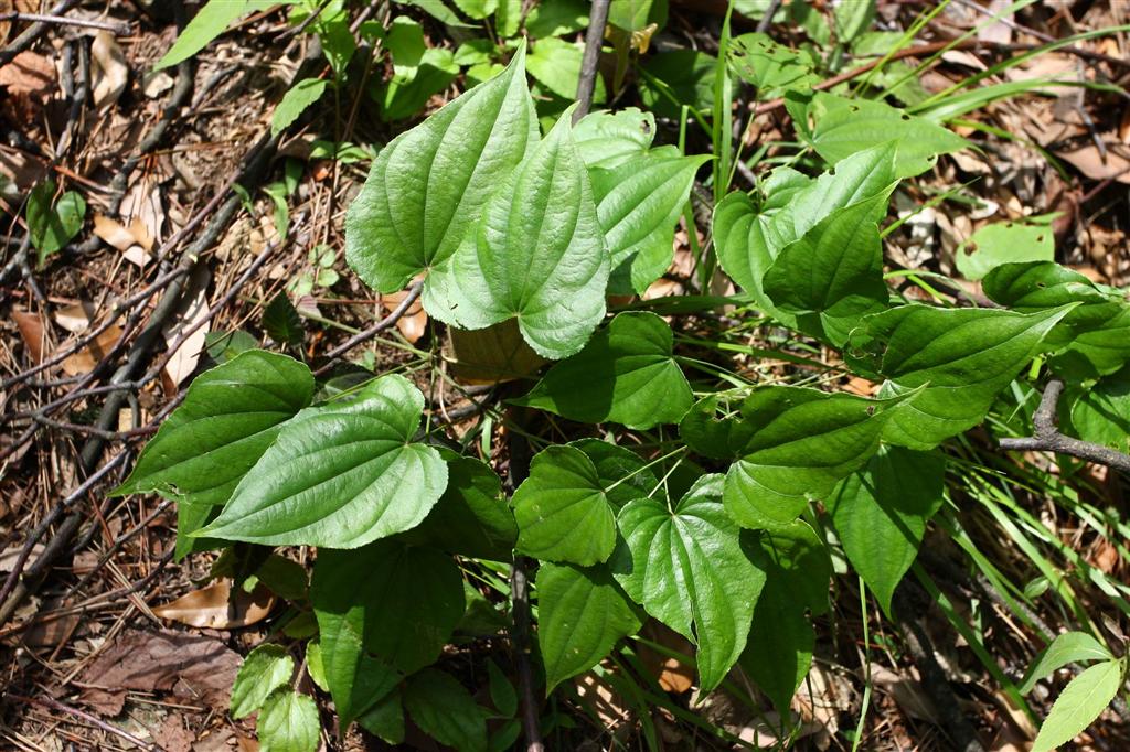 p>纤细薯蓣(学名:dioscorea gracillima miq),为 a target="_blank"