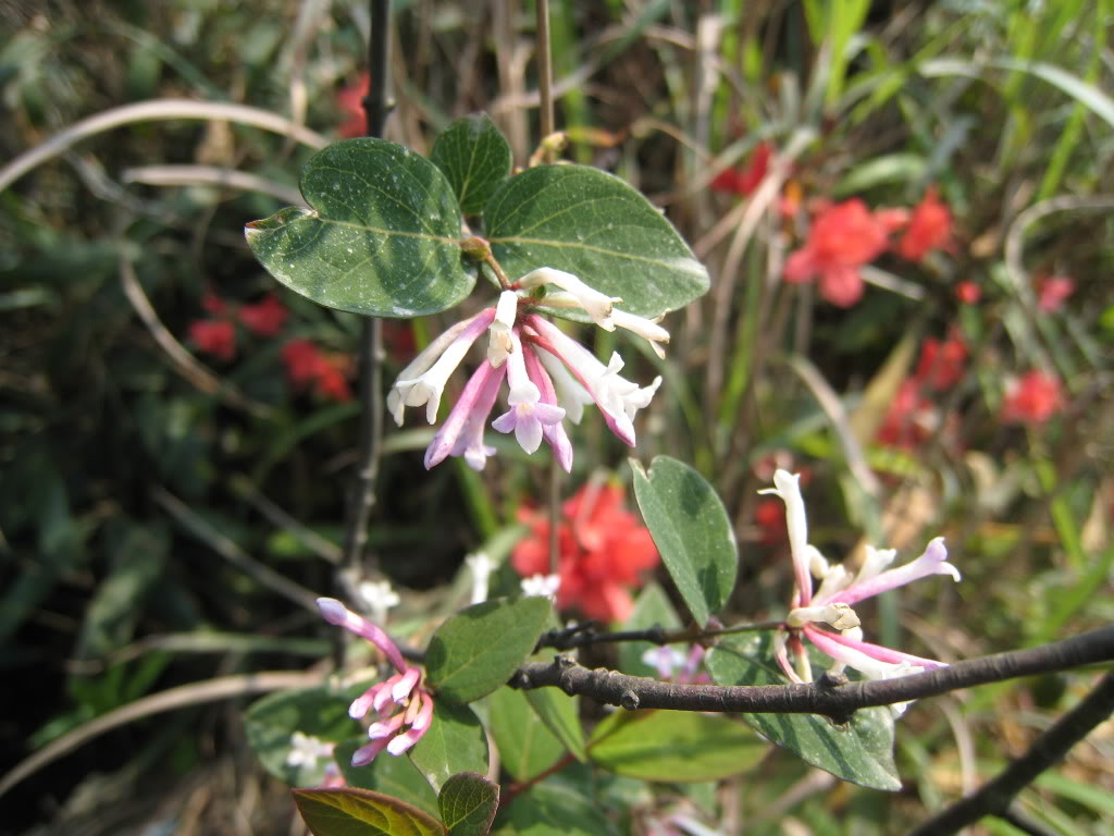  p>北江荛花,属于 a data-lemmaid="229183">双子叶植物纲 /a>, a