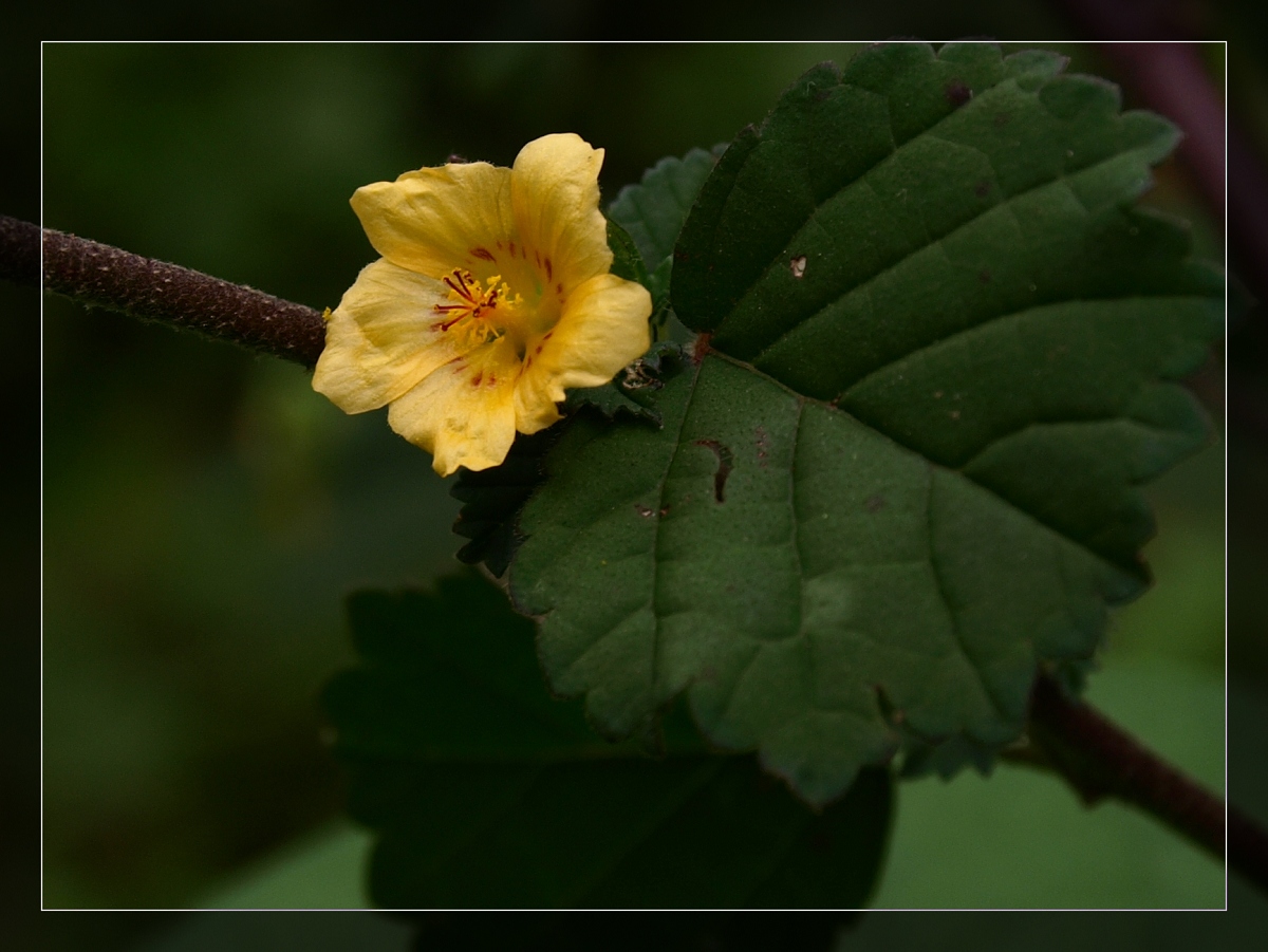  p>黄花稔,中药名.