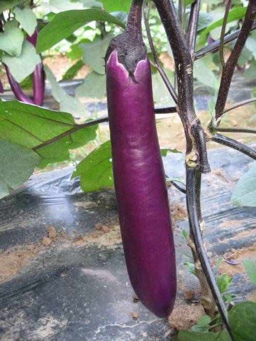 新茄4号_百度百科