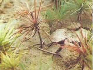  p data-id="gn3lx1gizl">油松立枯病是油松苗期主要病害.