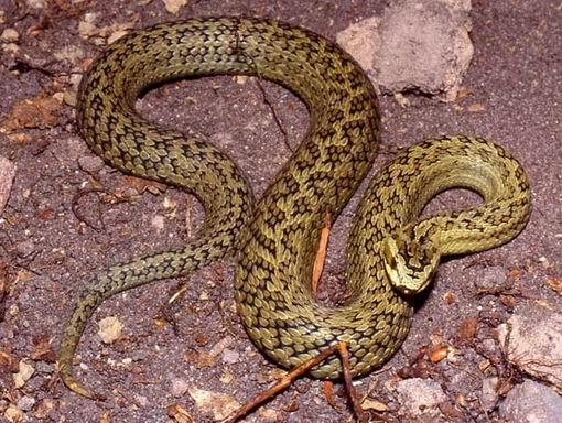 ="#">蝰科 /a> a href="#">亚洲蝮属 /a>的爬行动物,俗名雪山蝮,麻蛇