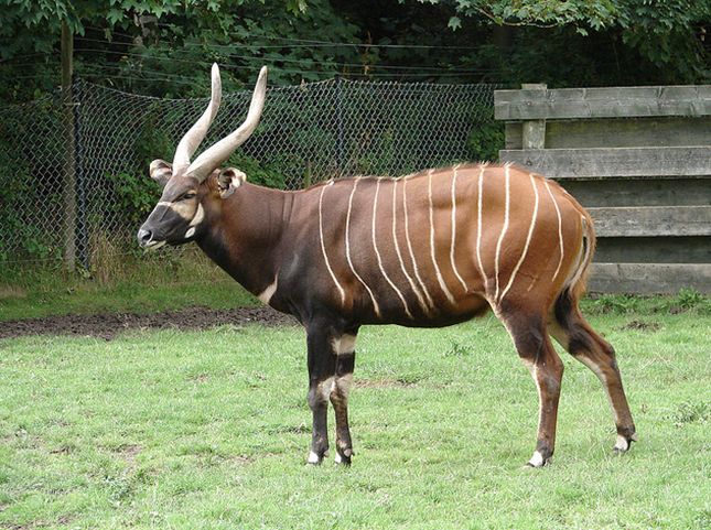 i>)是体型最大的林栖性 a target="_blank" href="/item/羚羊/19414"