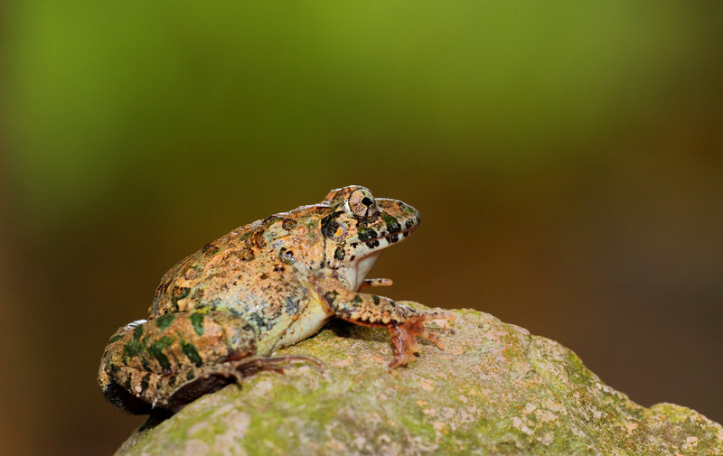  p>泽蛙(rana limnocharis boie , 1834) 隶属于蛙科蛙属,是一种小形