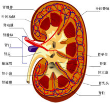  p>肾功能(renal function)是指肾脏排泄体内代谢废物,维持机体钠,钾