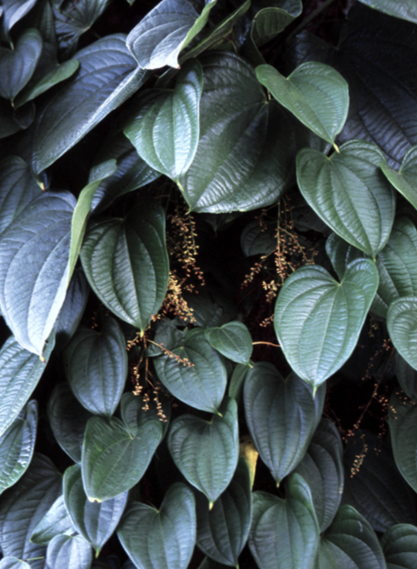是薯蓣科薯蓣属植物