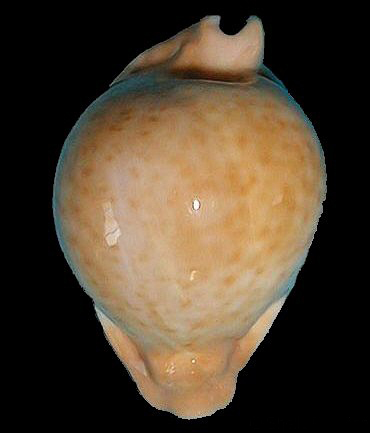  p>球形卡利宝螺是 a>中腹足目 /a> a>宝螺科 /a>的一种生物.