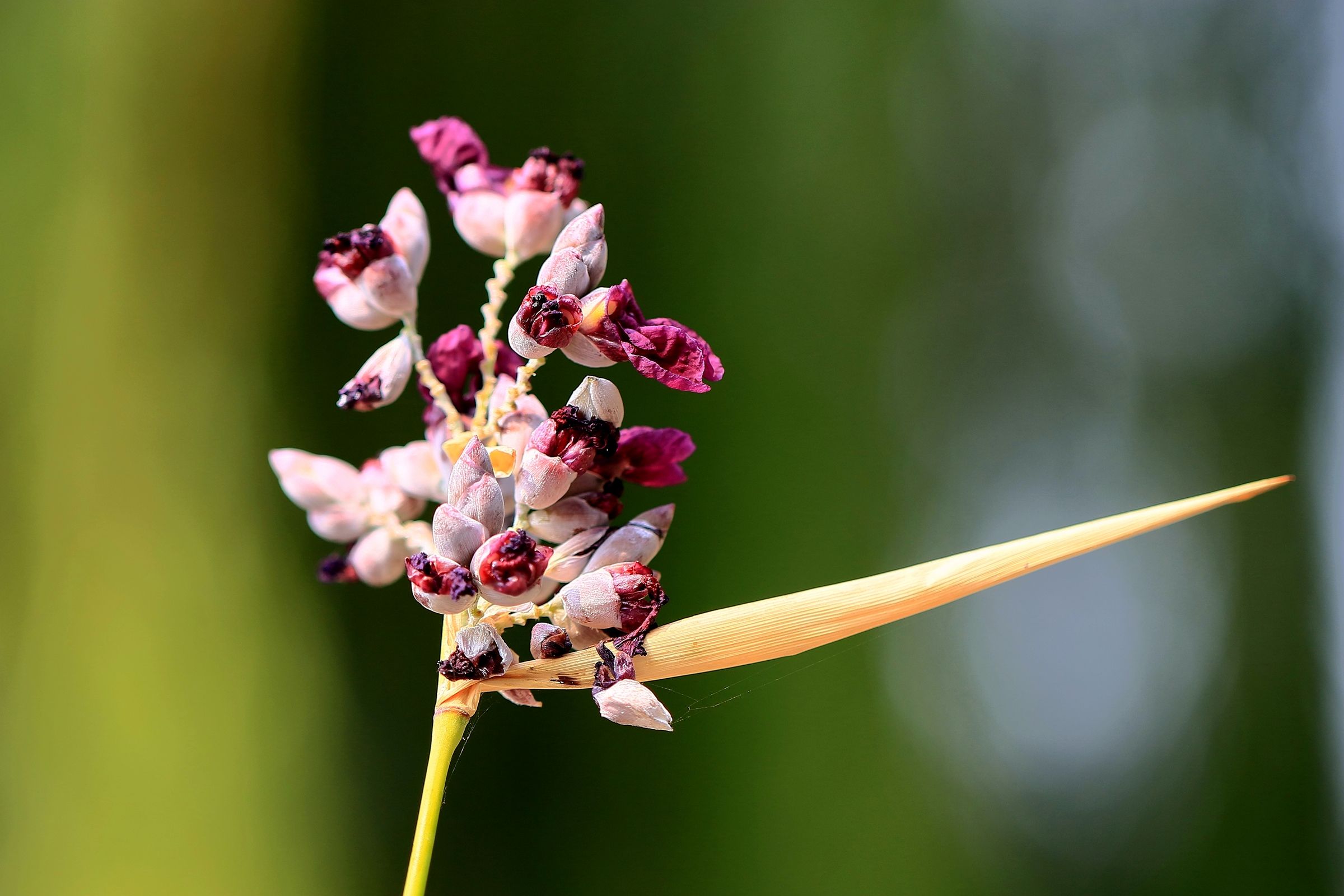  p>再力花(学名: i>thalia /i>  i>dealbata  /i> fraser): a target=