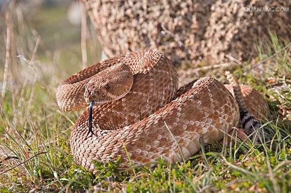  p>南美响尾蛇(crotalus durissus)是一种分布在南美洲的响尾蛇.
