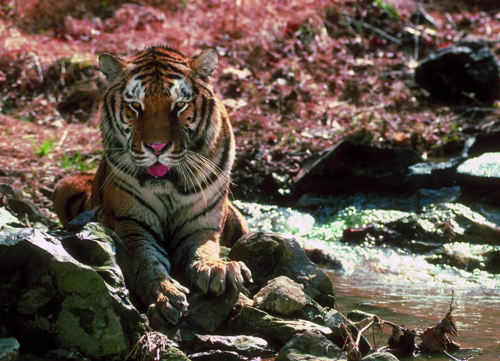  p>华南虎 (拉丁学名: i>panthera tigris amoyensis /i> )是中国特有