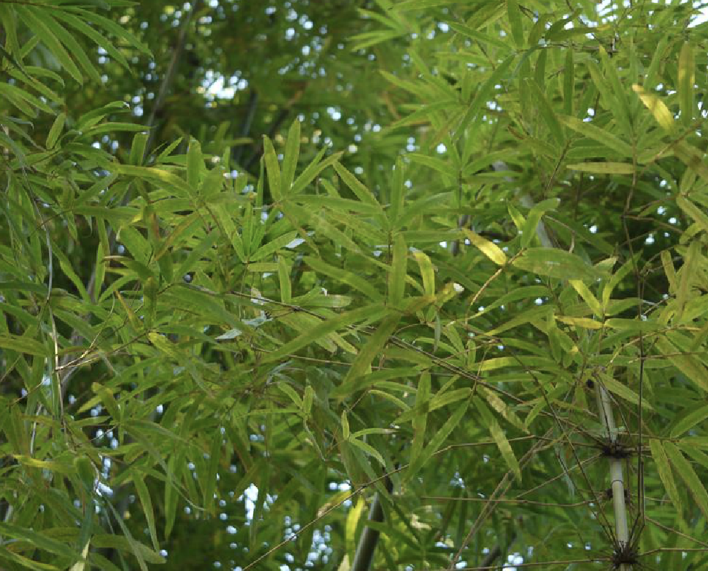  p>花竹(学名: i>bambusa albo-lineata /i>