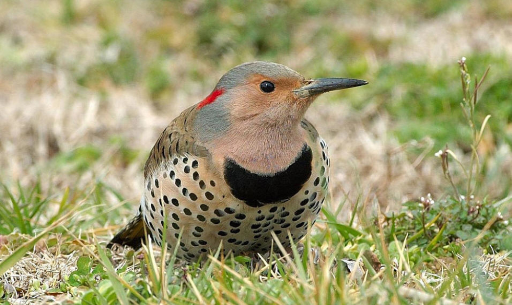  p> a target="_blank" href="/item/啄木鸟科/2502212" data-lemmaid