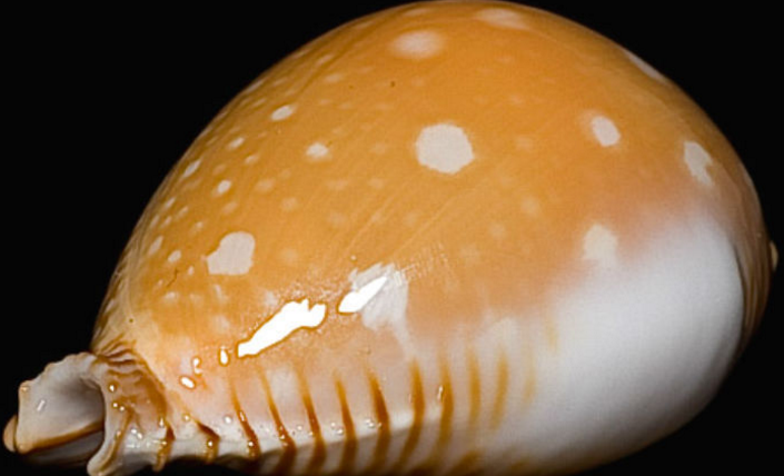 菲律宾金星宝螺