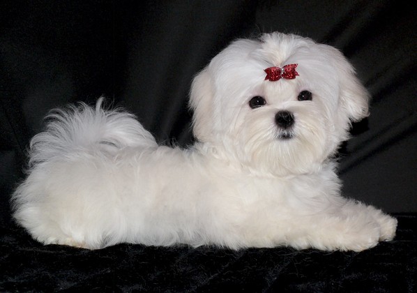  p>玛尔济斯犬,又称为马耳他犬,马耳他岛猎犬.英文名maltesedog.