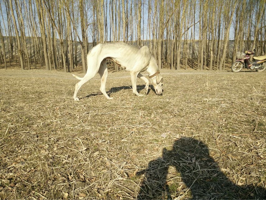  p>蒙古细犬(契丹猎犬)体型高大健壮,速度快,嗅觉灵敏,搏斗能力强大