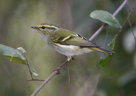  p>黄腰柳莺(学名: i>phylloscopus proregulus /i>):体长8-11厘米