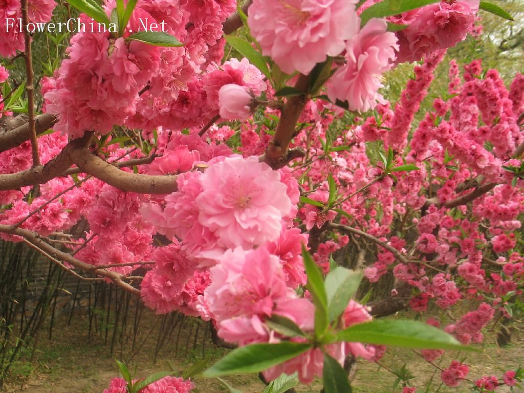  p>垂枝碧桃(学名: i>amygdalus persica /i> l. var.