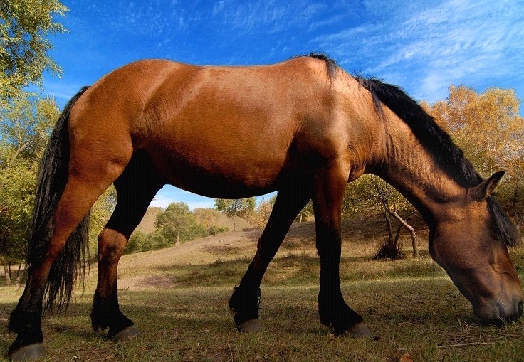  p data-id="gnbky30b92">三河马,中国内蒙古呼伦贝尔市海拉尔区特产