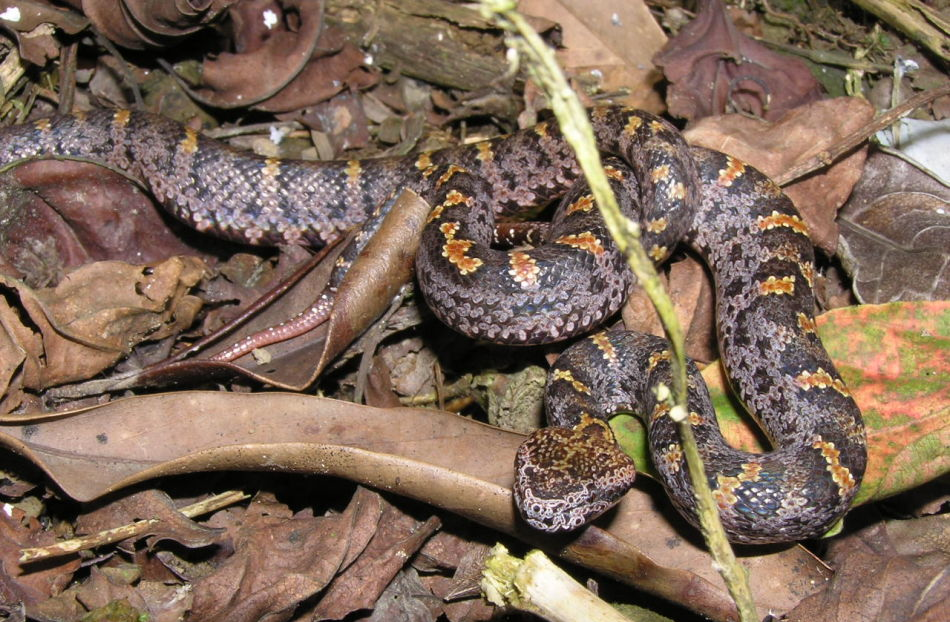  p>圆斑蝰(学名: i>daboia russelii siamensis /i>),又称百步金钱豹