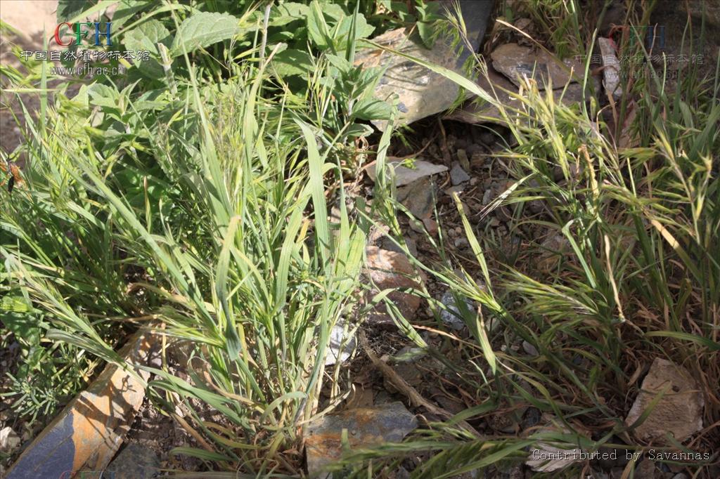  p>山羊草属(学名:aegilops linn.