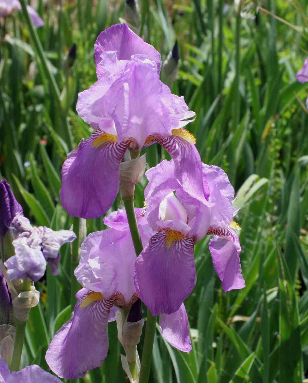 属于鸢尾科,它体大花美, a href="#" data-lemmaid="2240059">婀娜