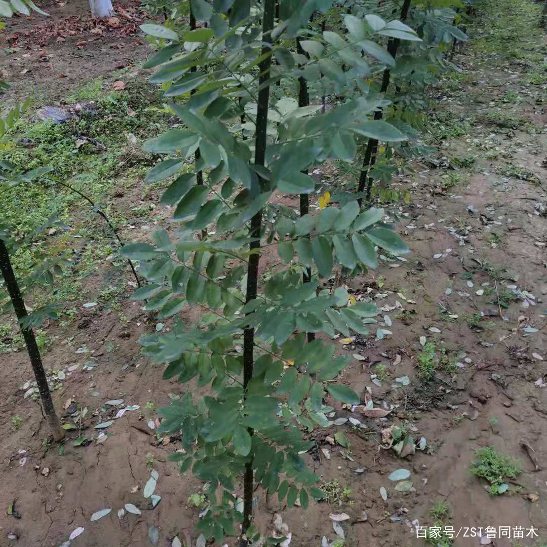 鲁同精品淑女国槐苗_百科TA说