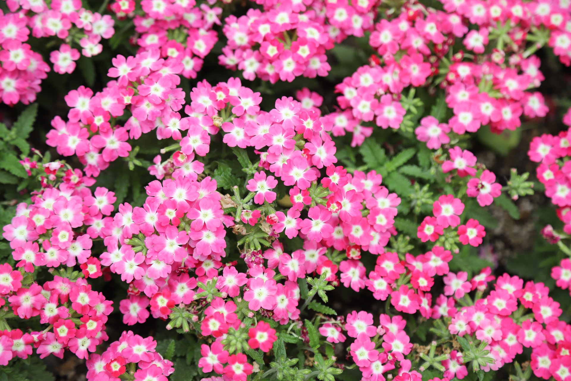 verbena hybrida voss
