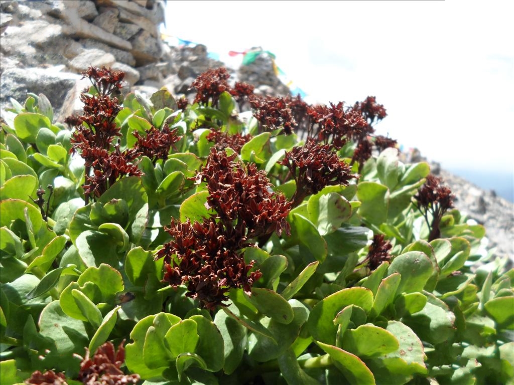  p>大花红景天(学名: i>rhodiola crenulata /i> (hook. f. et thoms.