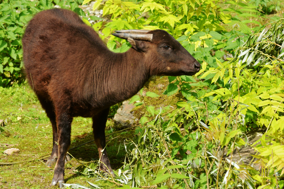  p>山地水牛(学名: i>bubalus quarlesi /i>):是偶蹄目,牛科,水牛属中